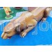 figura puma venta, compra